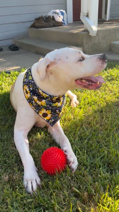 Enlarge Jamie, a Adoptable Pit Bull Terrier in West Hollywood, CA video 2/5