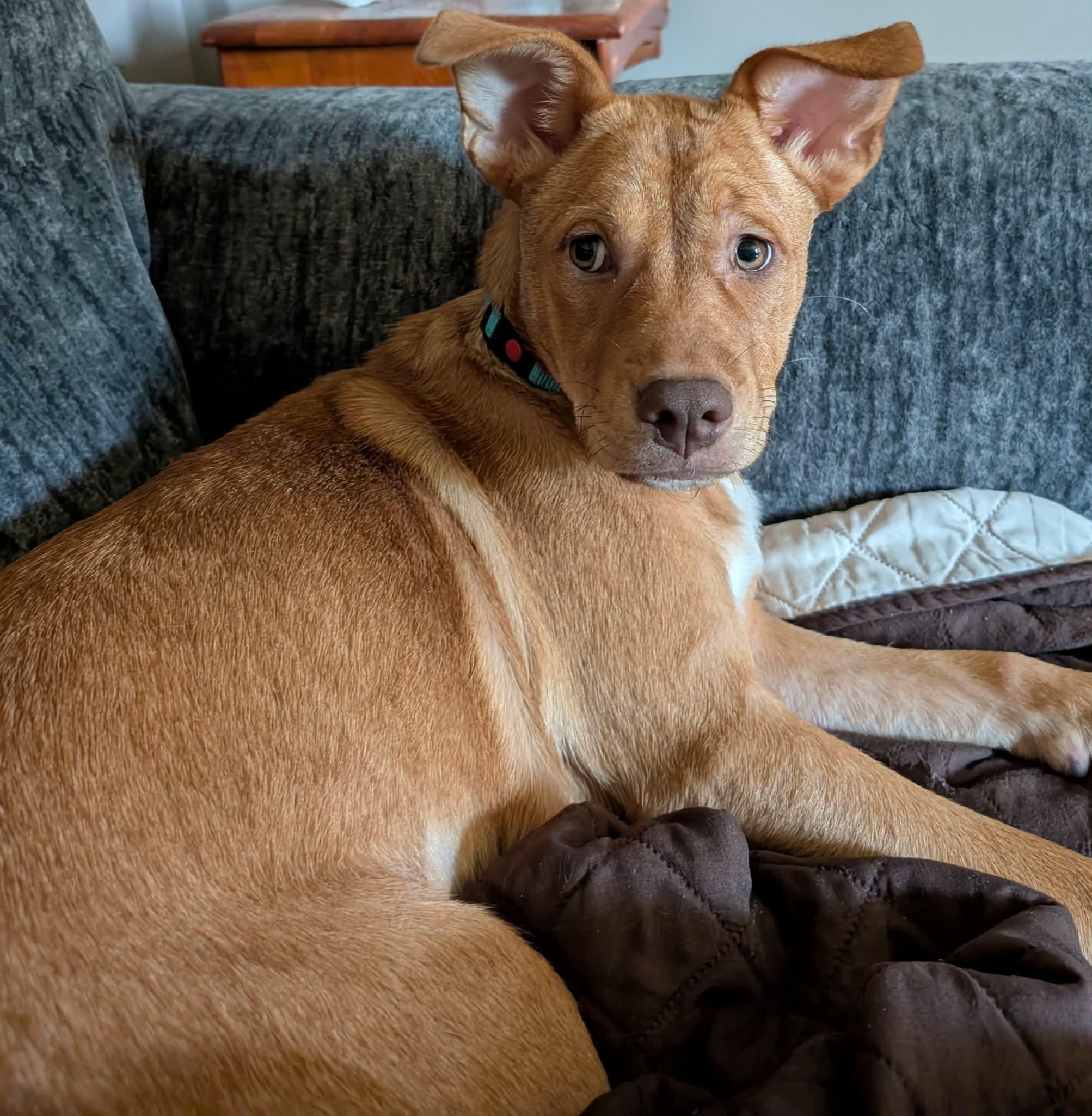 Enlarge Whitney, a ADOPTABLE Mixed Breed in Highland, NY image 2/4
