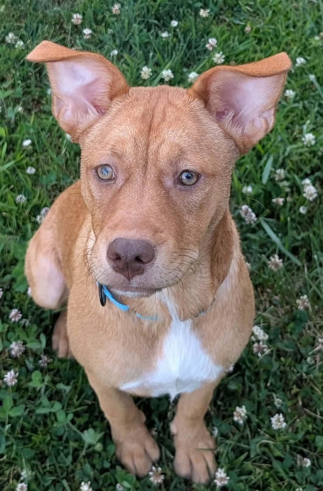 Whitney, ADOPTABLE, Puppy Female Mixed Breed.