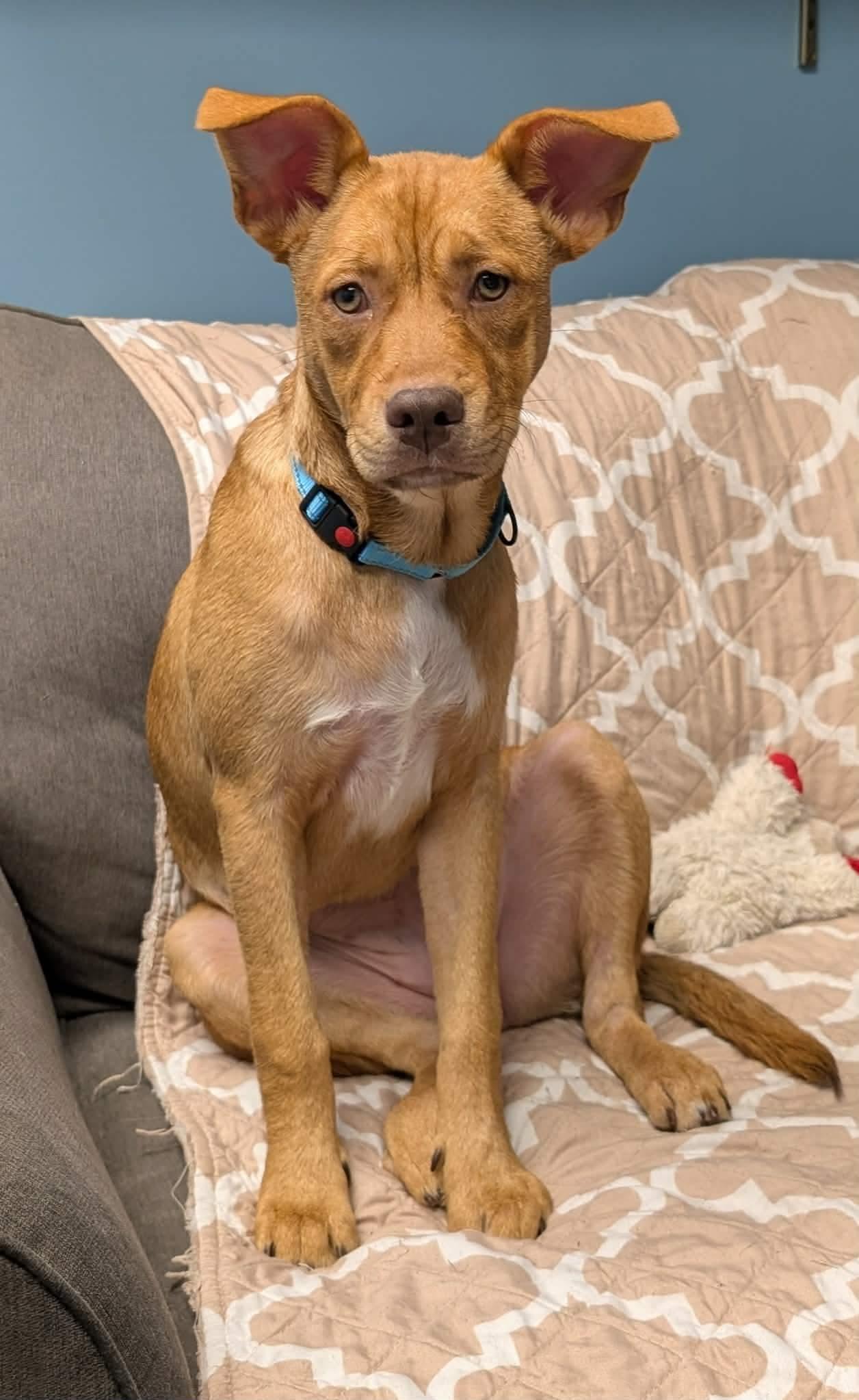Enlarge Whitney, a ADOPTABLE Mixed Breed in Highland, NY image 4/4