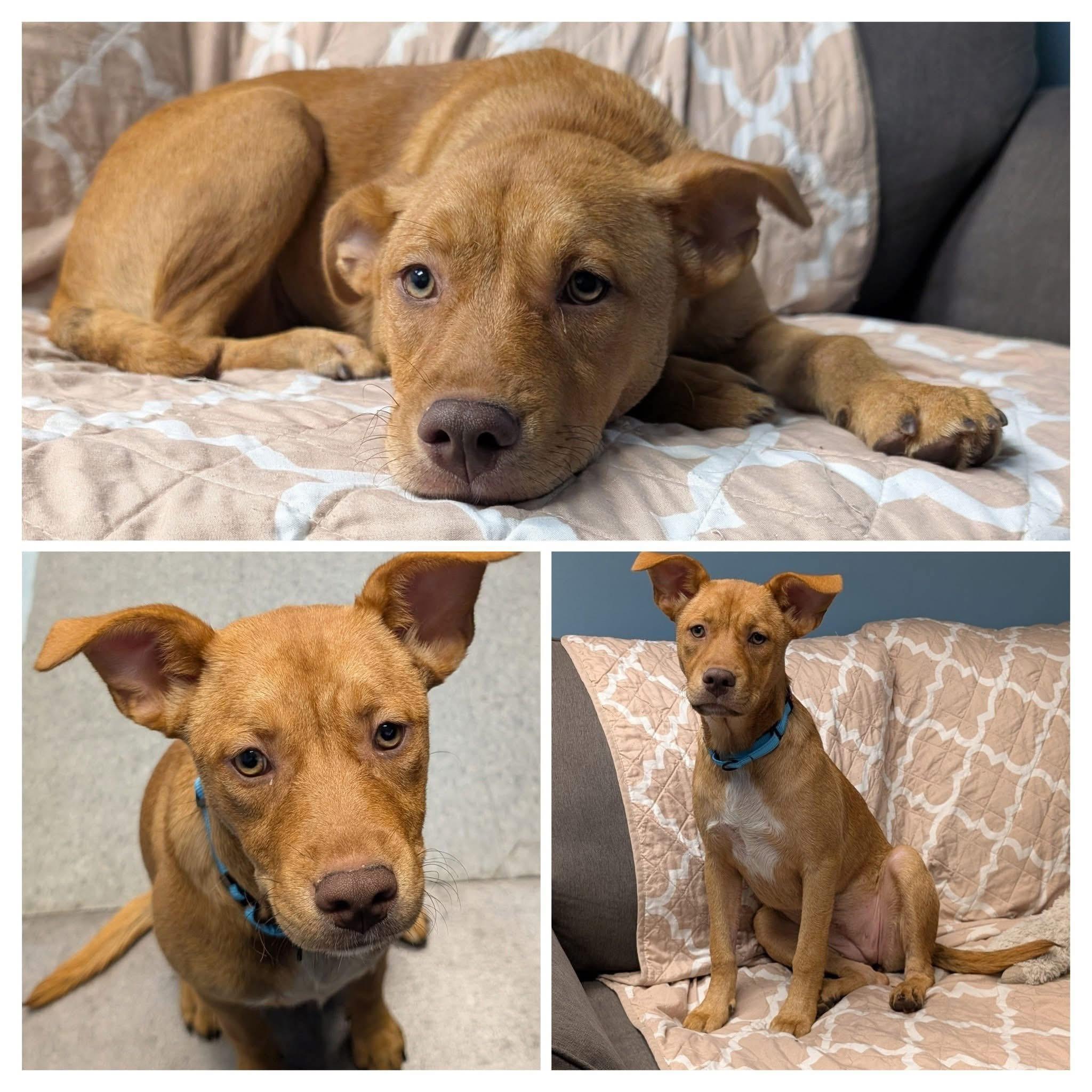 Enlarge Whitney, a ADOPTABLE Mixed Breed in Highland, NY image 3/4