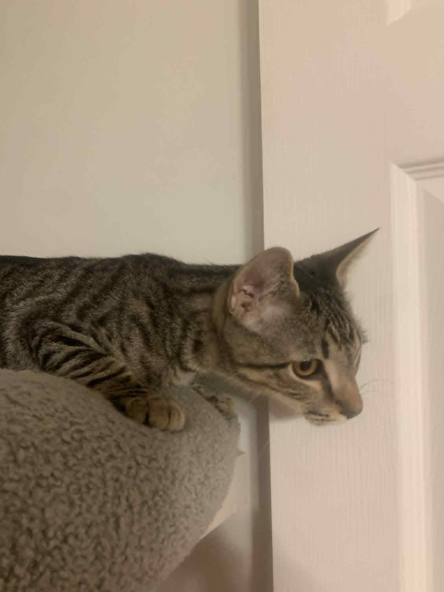 Enlarge Feisty, a Adoptable Domestic Short Hair in Fredericksburg, VA image 1/4