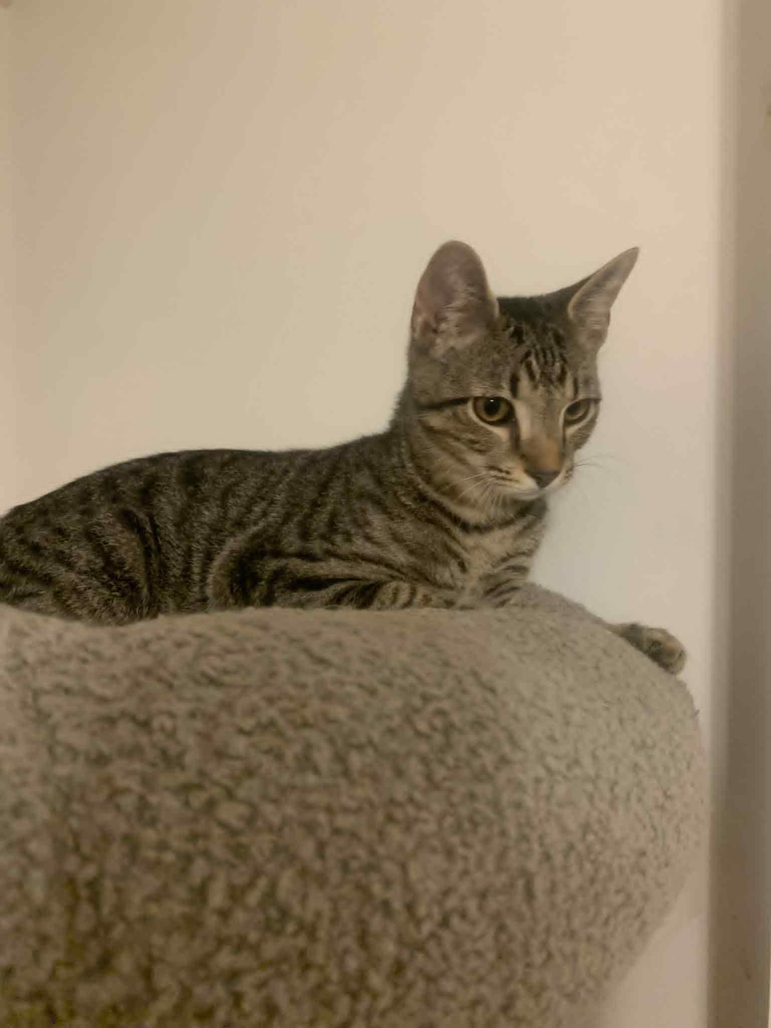 Enlarge Feisty, a Adoptable Domestic Short Hair in Fredericksburg, VA image 2/4