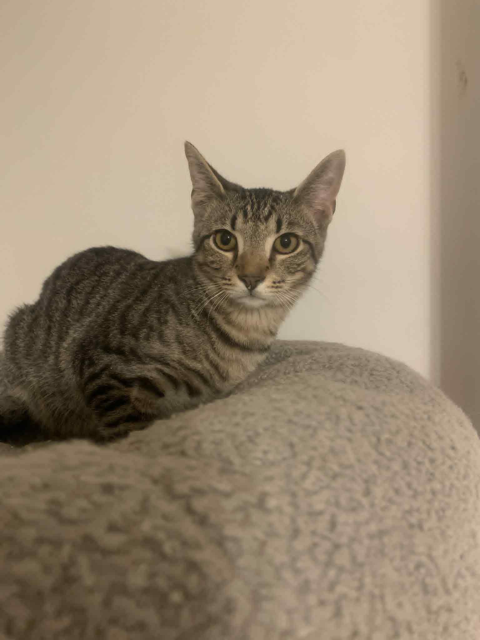 Enlarge Feisty, a Adoptable Domestic Short Hair in Fredericksburg, VA image 3/4