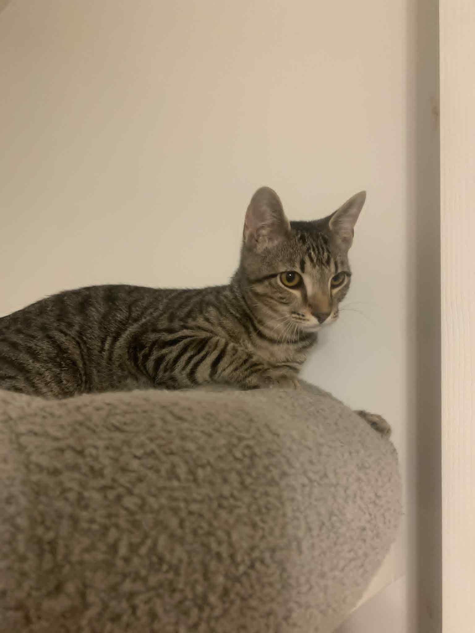 Enlarge Feisty, a Adoptable Domestic Short Hair in Fredericksburg, VA image 4/4