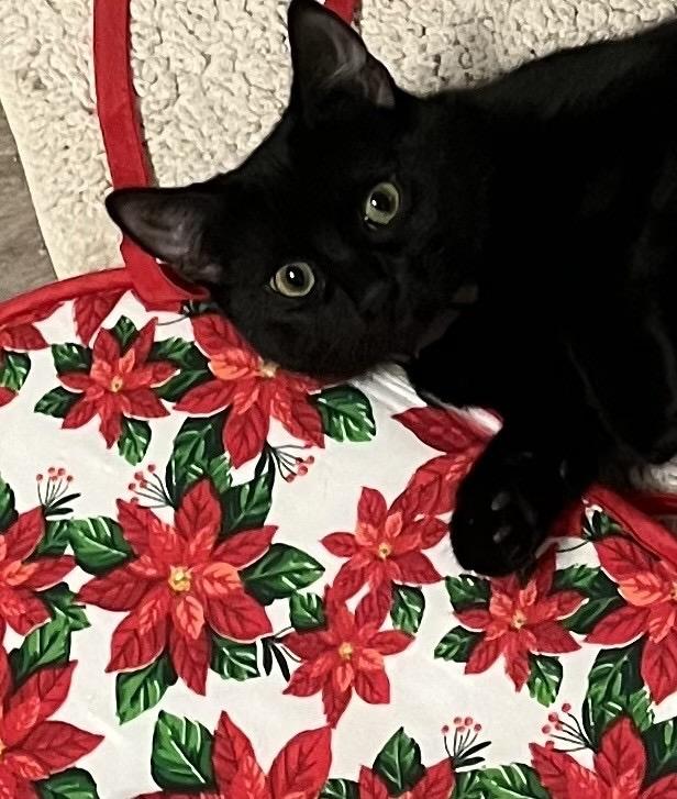 Lotus, ADOPTABLE, Young Female Domestic Short Hair.