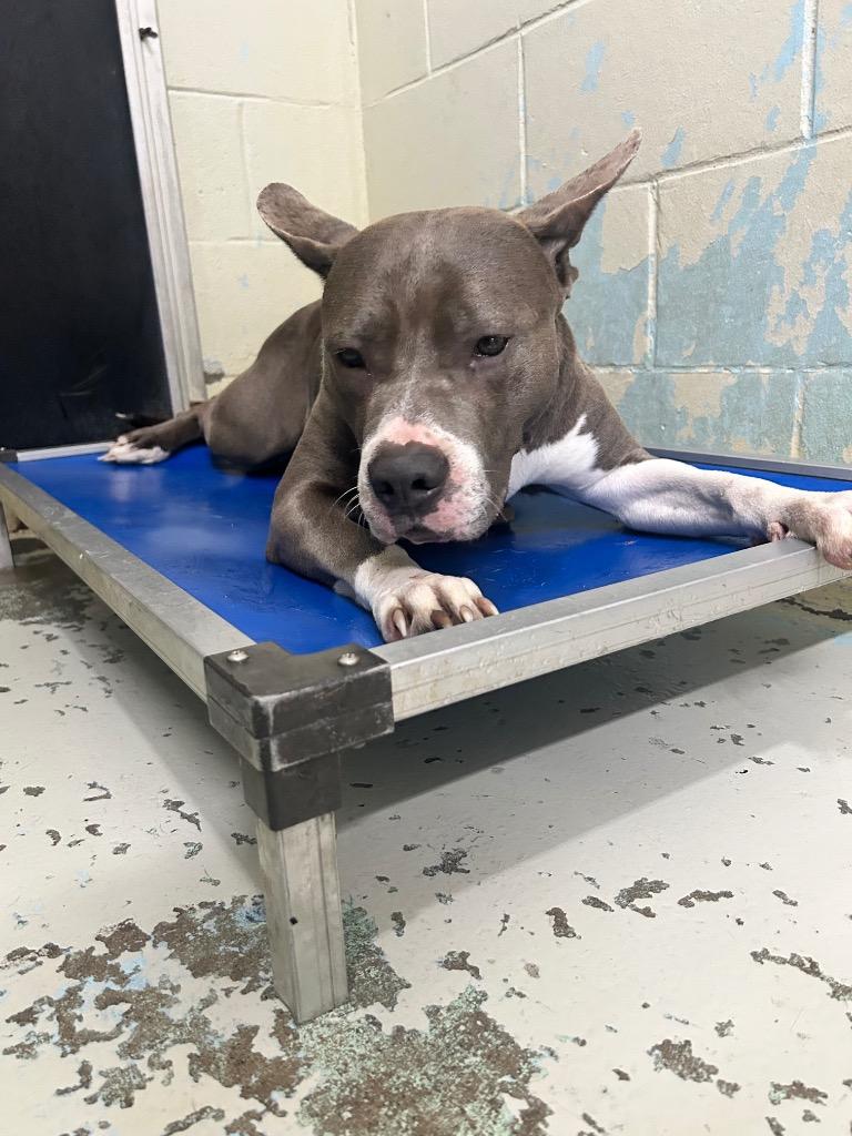 Ash, Adoptable, Adult Female Pit Bull Terrier.