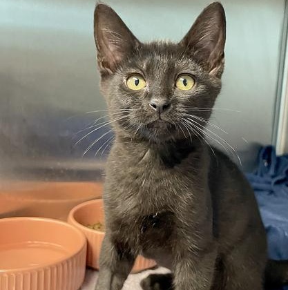 Enlarge Beatrix Potter, a Adoptable mixed breed in Tinley Park, IL image 1/2