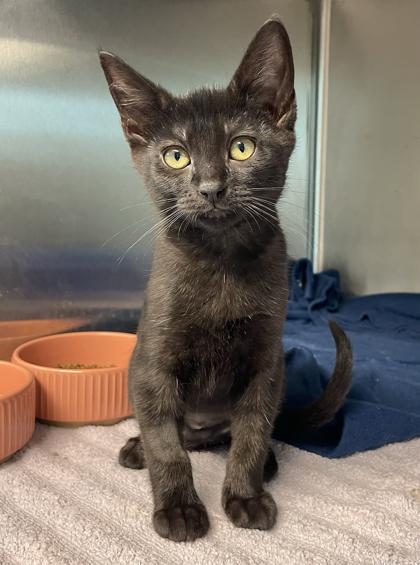 Enlarge Beatrix Potter, a Adoptable mixed breed in Tinley Park, IL image 2/2