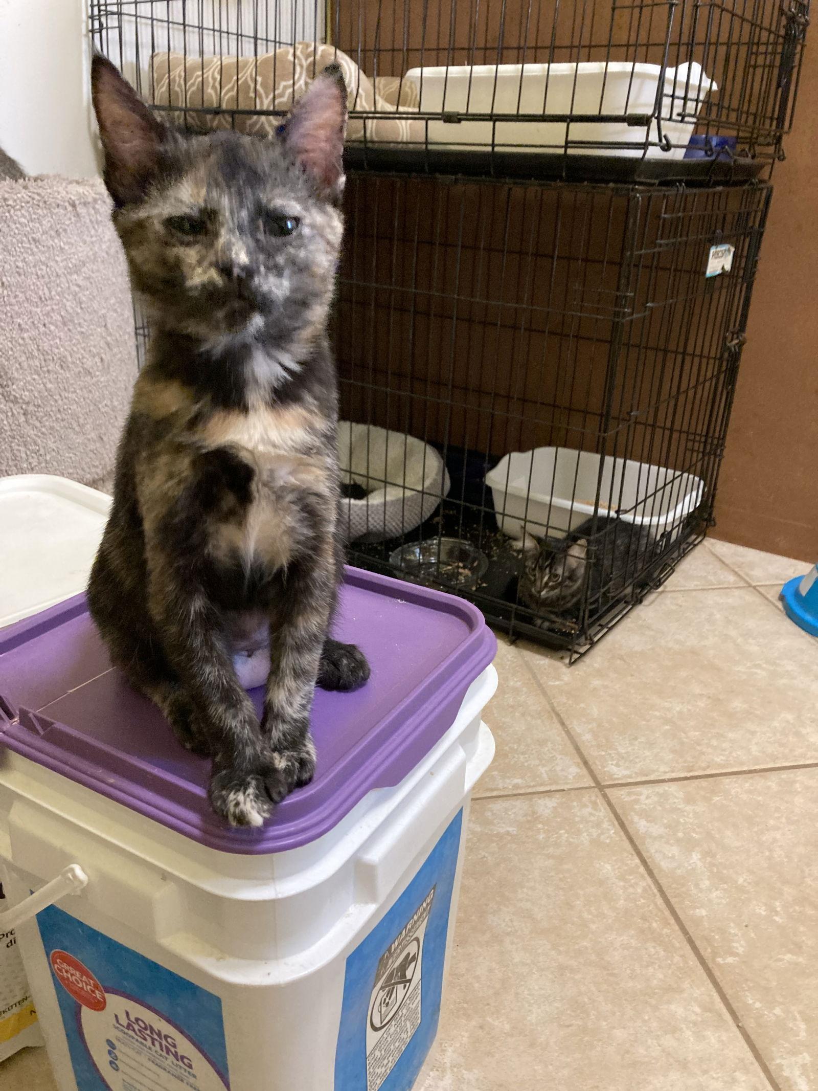 Enlarge Jazzmine, a Adopted mixed breed in Antioch, CA image 1/3