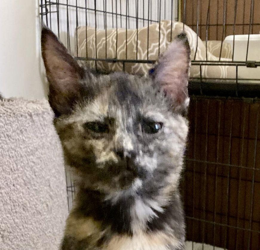 Enlarge Jazzmine, a Adopted mixed breed in Antioch, CA image 3/3