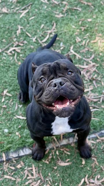ESTELLA, Adoptable, Young Female Staffordshire Bull Terrier & American Bulldog.