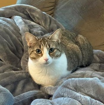 Enlarge Missy, a Adoptable Domestic Short Hair in Avondale, PA image 1/5