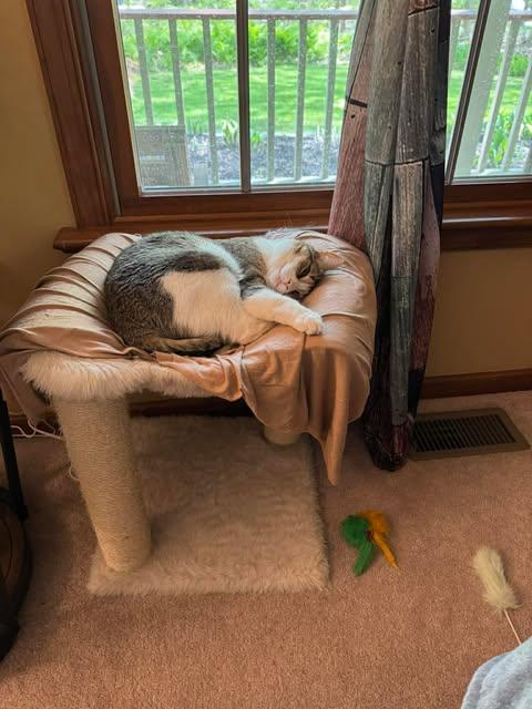 Enlarge Missy, a Adoptable Domestic Short Hair in Avondale, PA image 3/5