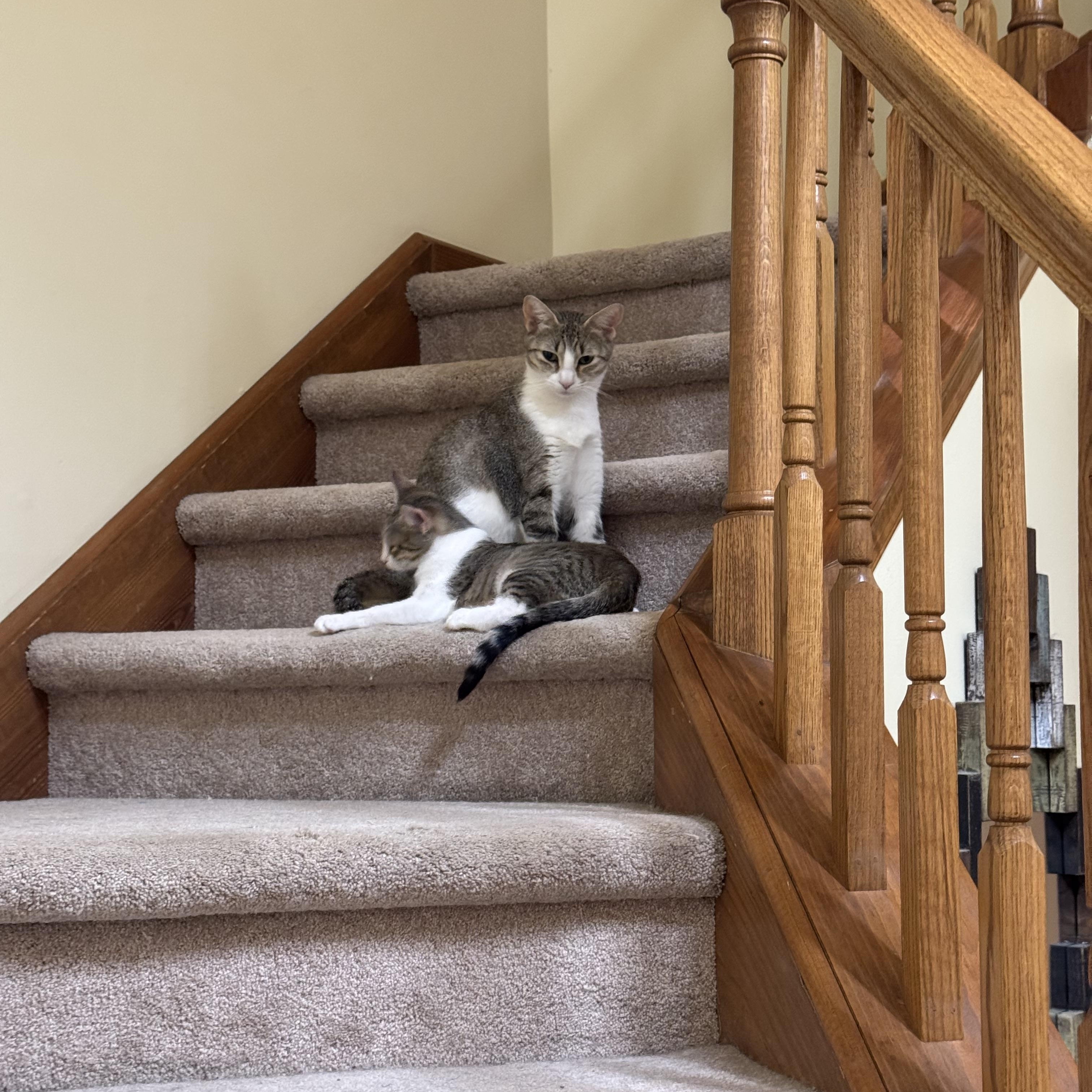 Missy, Adoptable, Adult Female Domestic Short Hair.