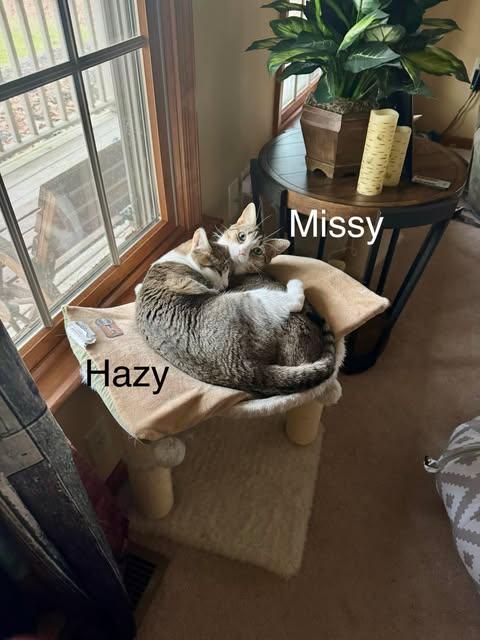 Enlarge Missy, a Adoptable Domestic Short Hair in Avondale, PA image 5/5