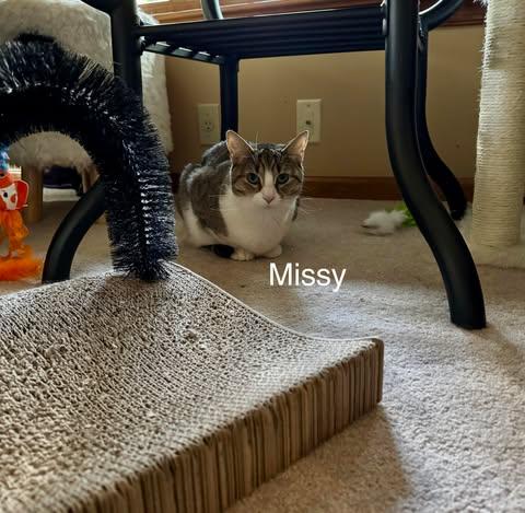 Enlarge Missy, a Adoptable Domestic Short Hair in Avondale, PA image 4/5