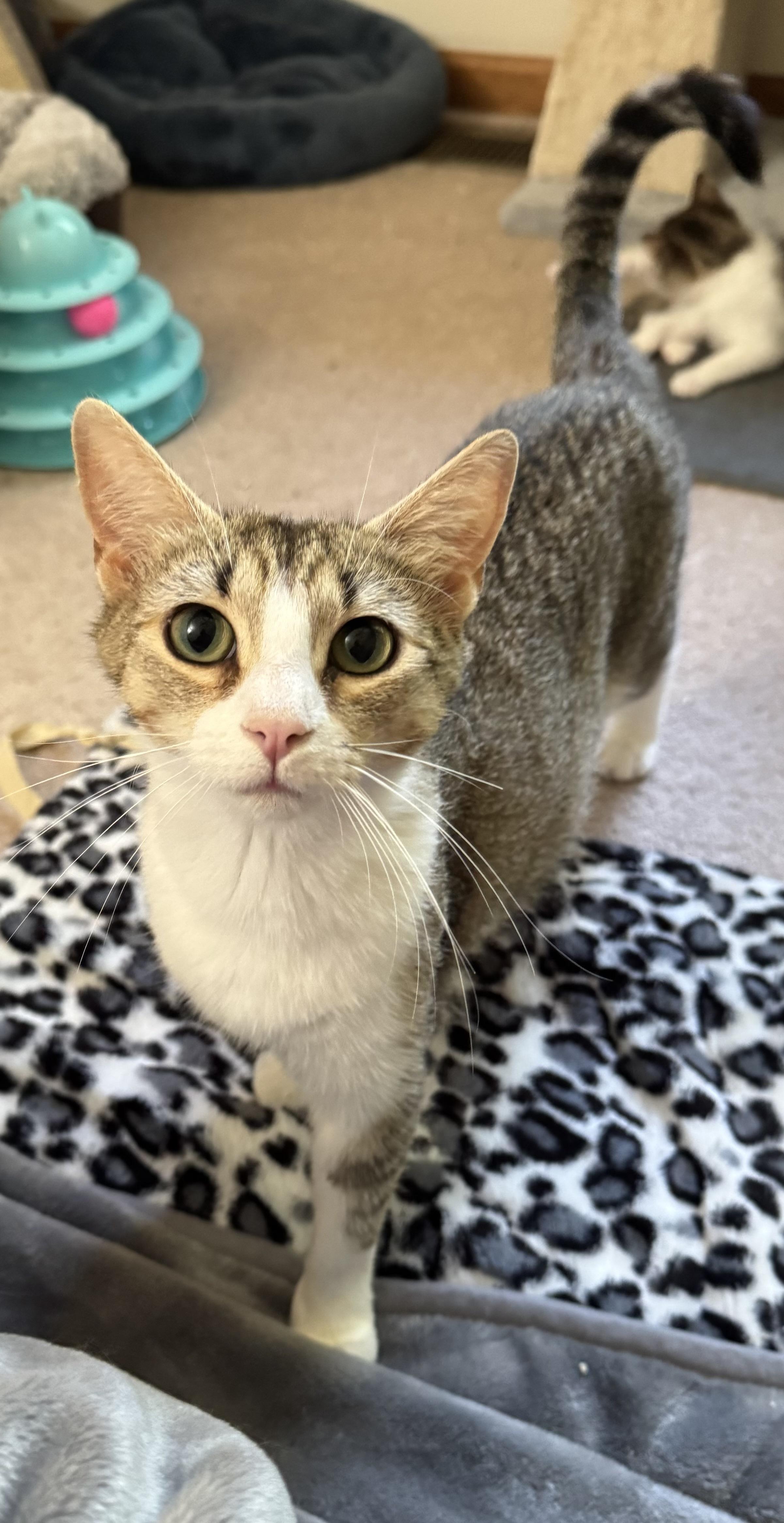 Missy, a Adoptable Domestic Short Hair in Atglen, PA image 2/4