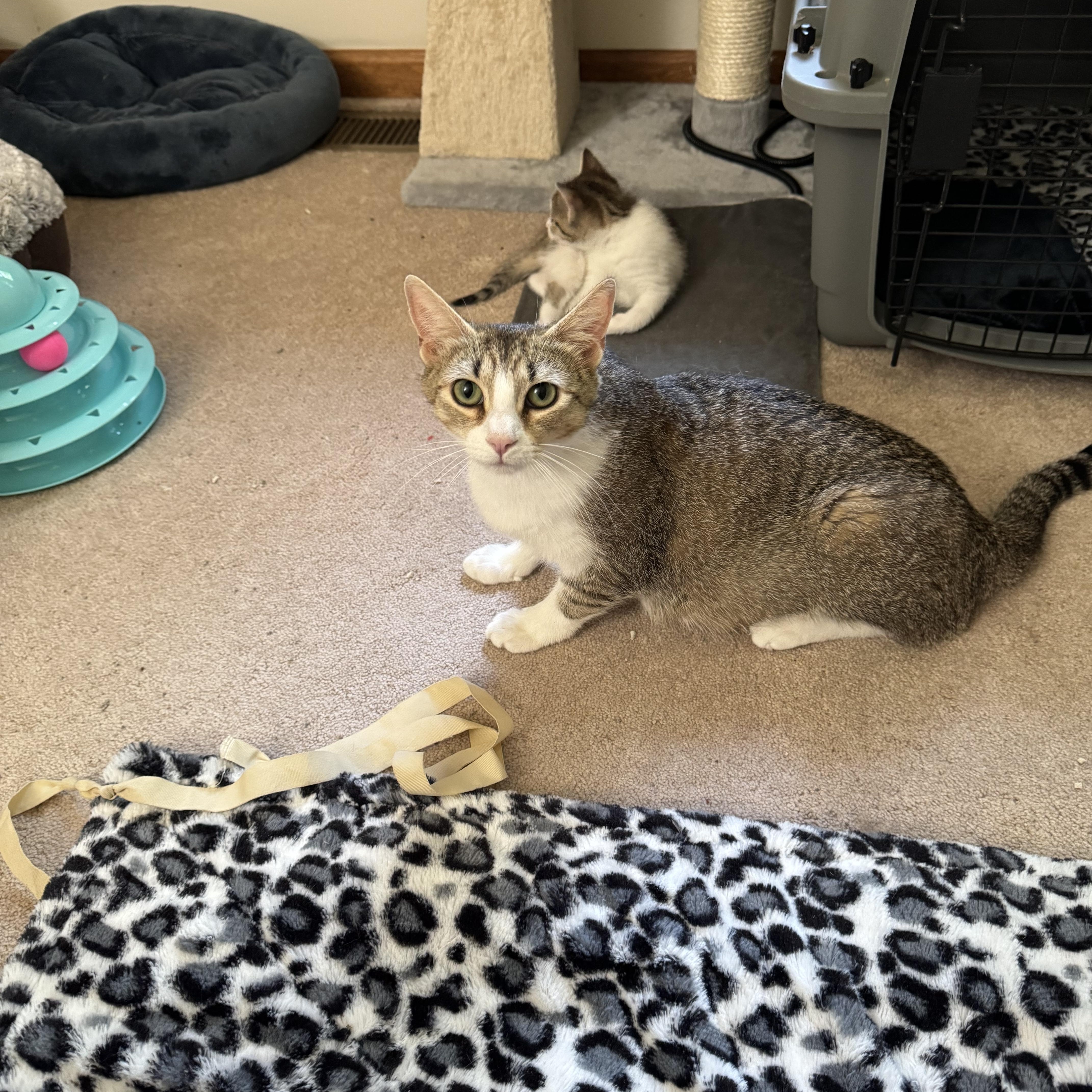 Missy, a Adoptable Domestic Short Hair in Atglen, PA image 3/4