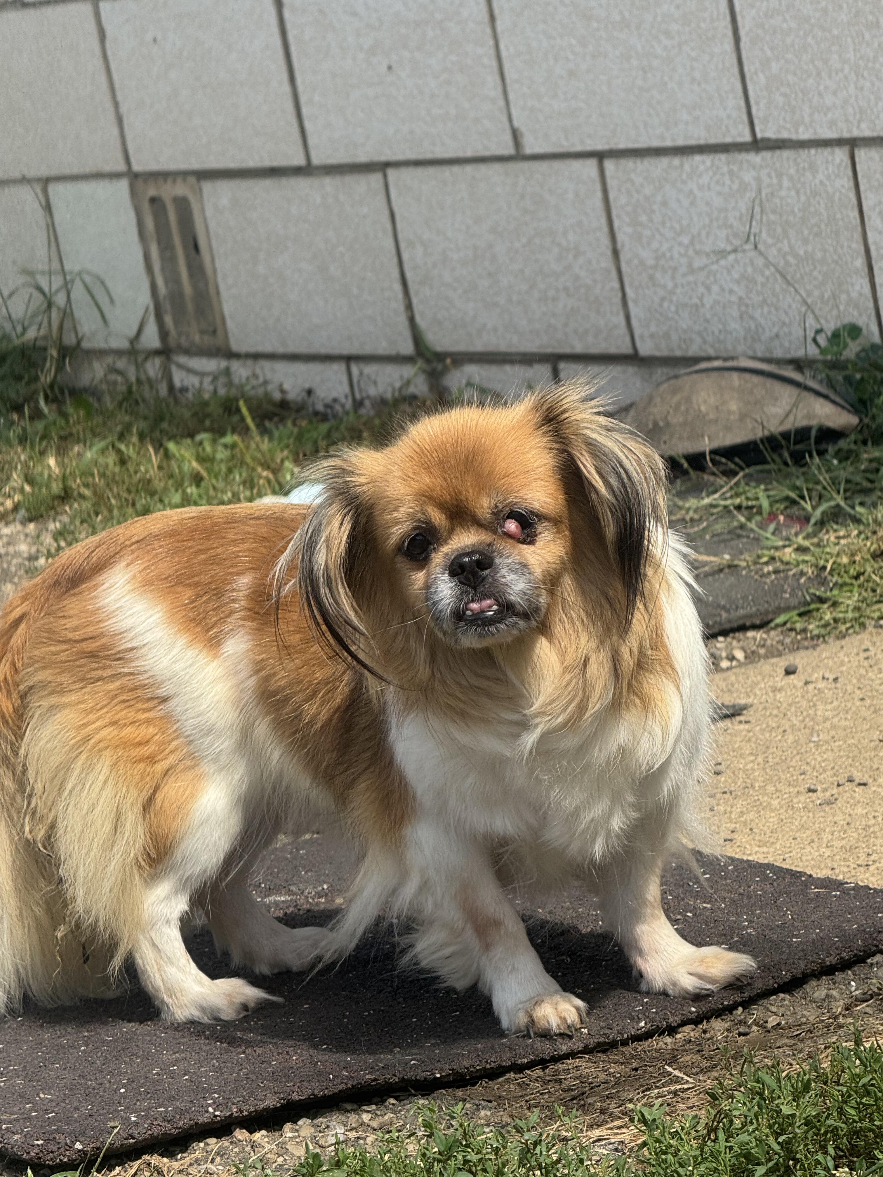 Dolly, Adopted, Senior Female Tibetan Spaniel.