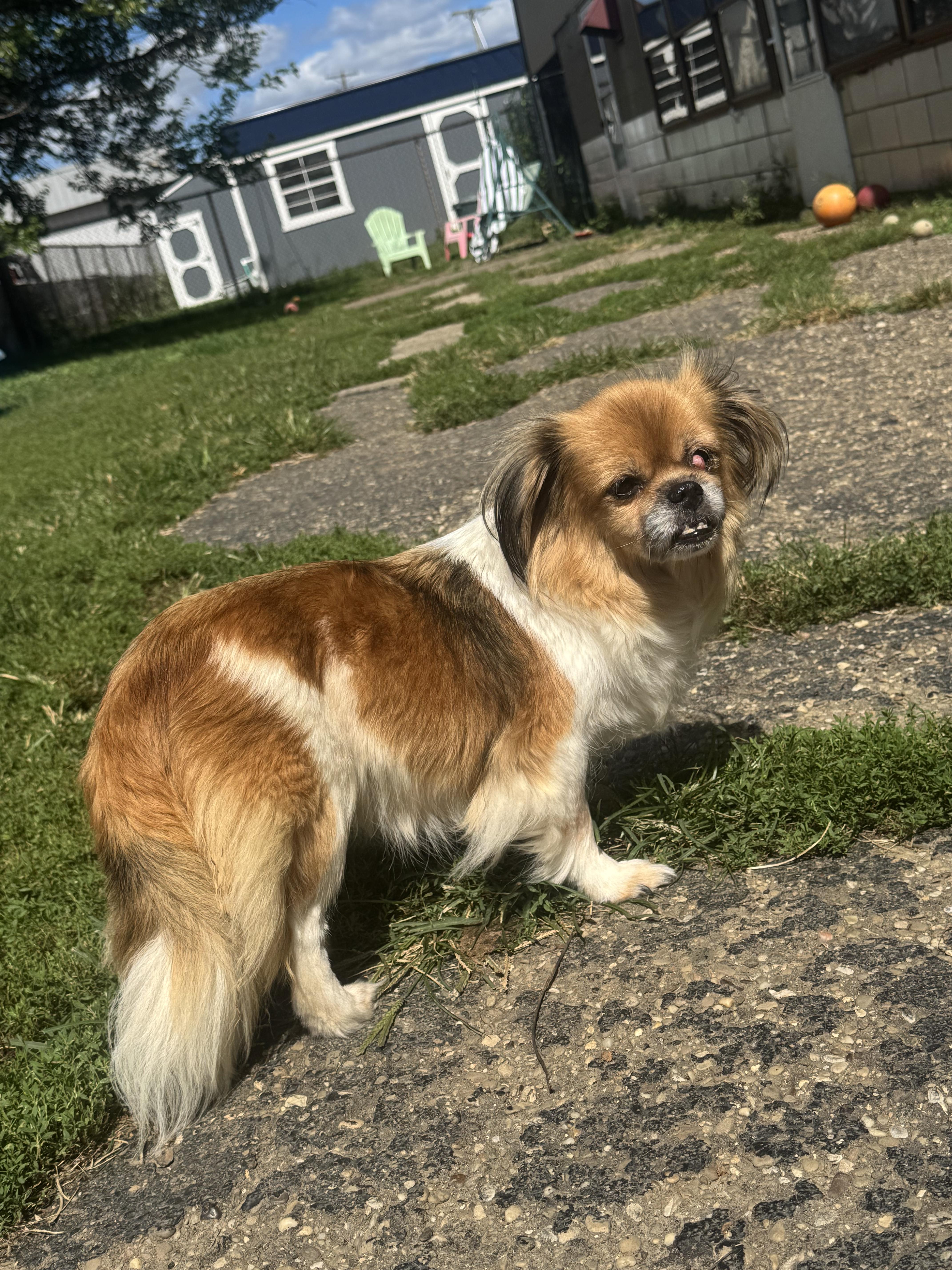 Enlarge Dolly, a Adopted Tibetan Spaniel in North Canton, OH image 2/2