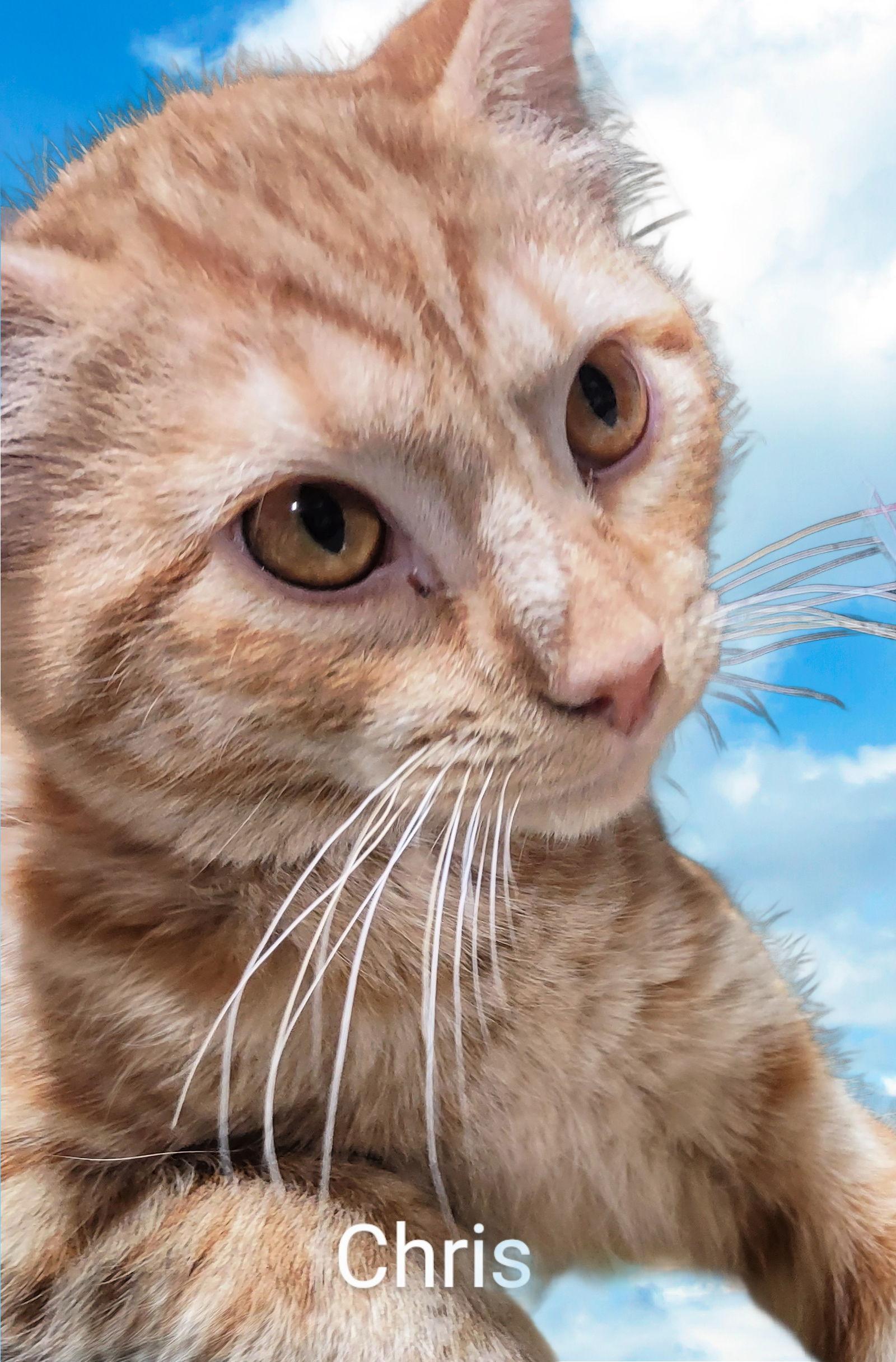 Kringle, Adoptable, Kitten Male Domestic Short Hair.