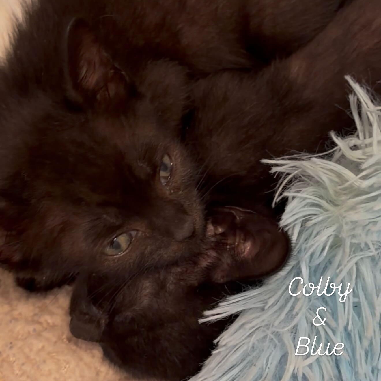 Enlarge Blue, a Adoptable Domestic Short Hair in Bayonne, NJ image 2/4