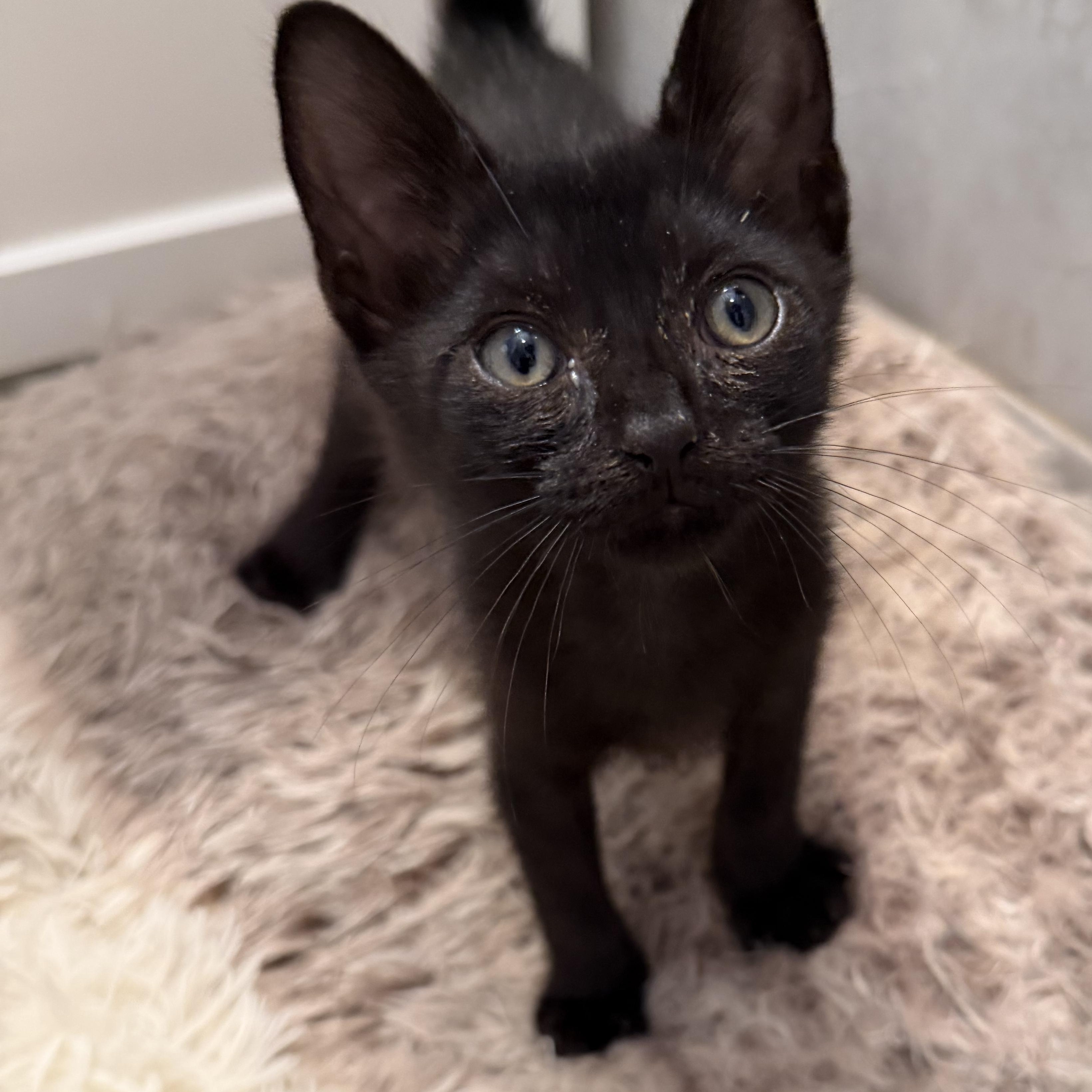Enlarge Blue, a Adoptable Domestic Short Hair in Bayonne, NJ image 3/4