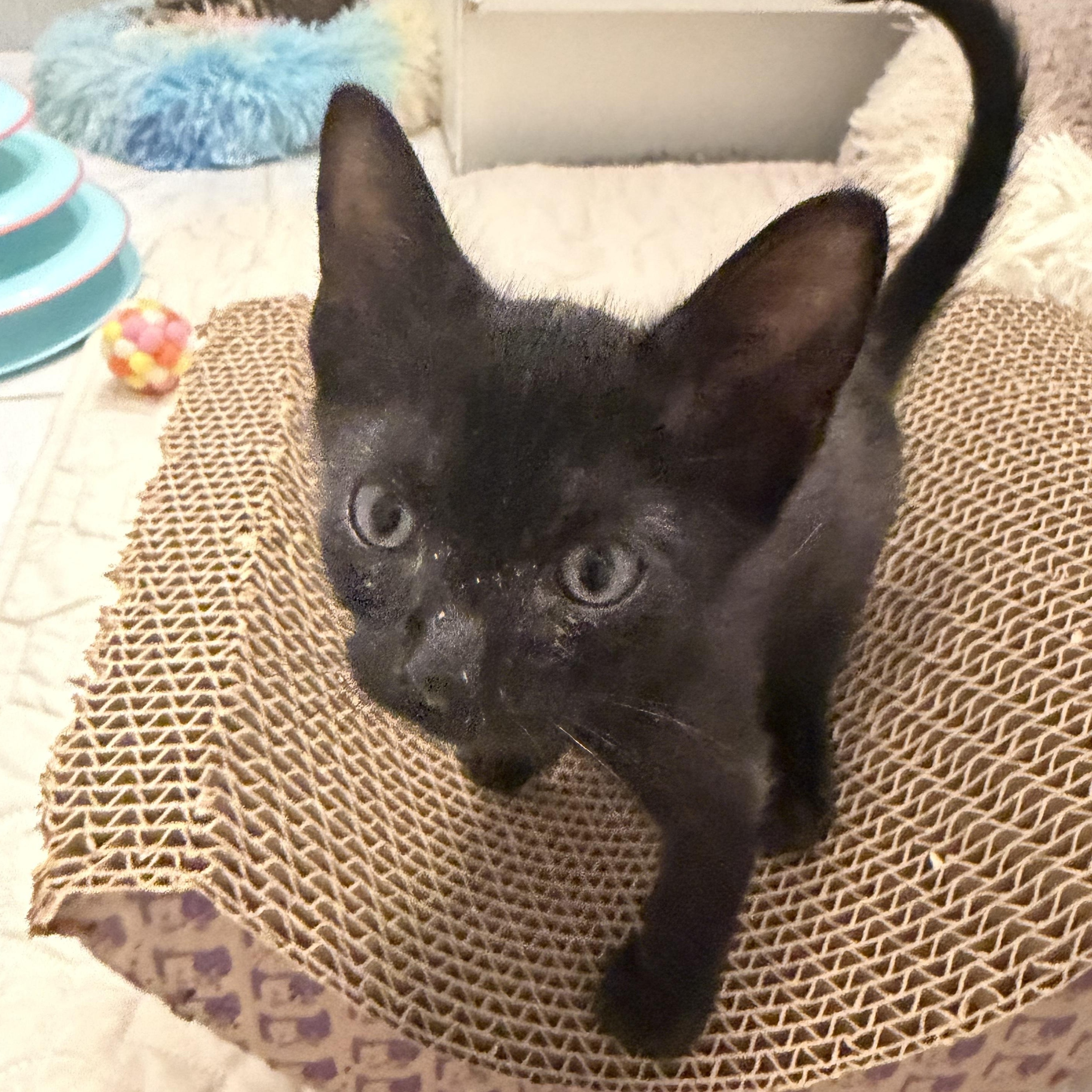 Enlarge Blue, a Adoptable Domestic Short Hair in Bayonne, NJ image 4/4