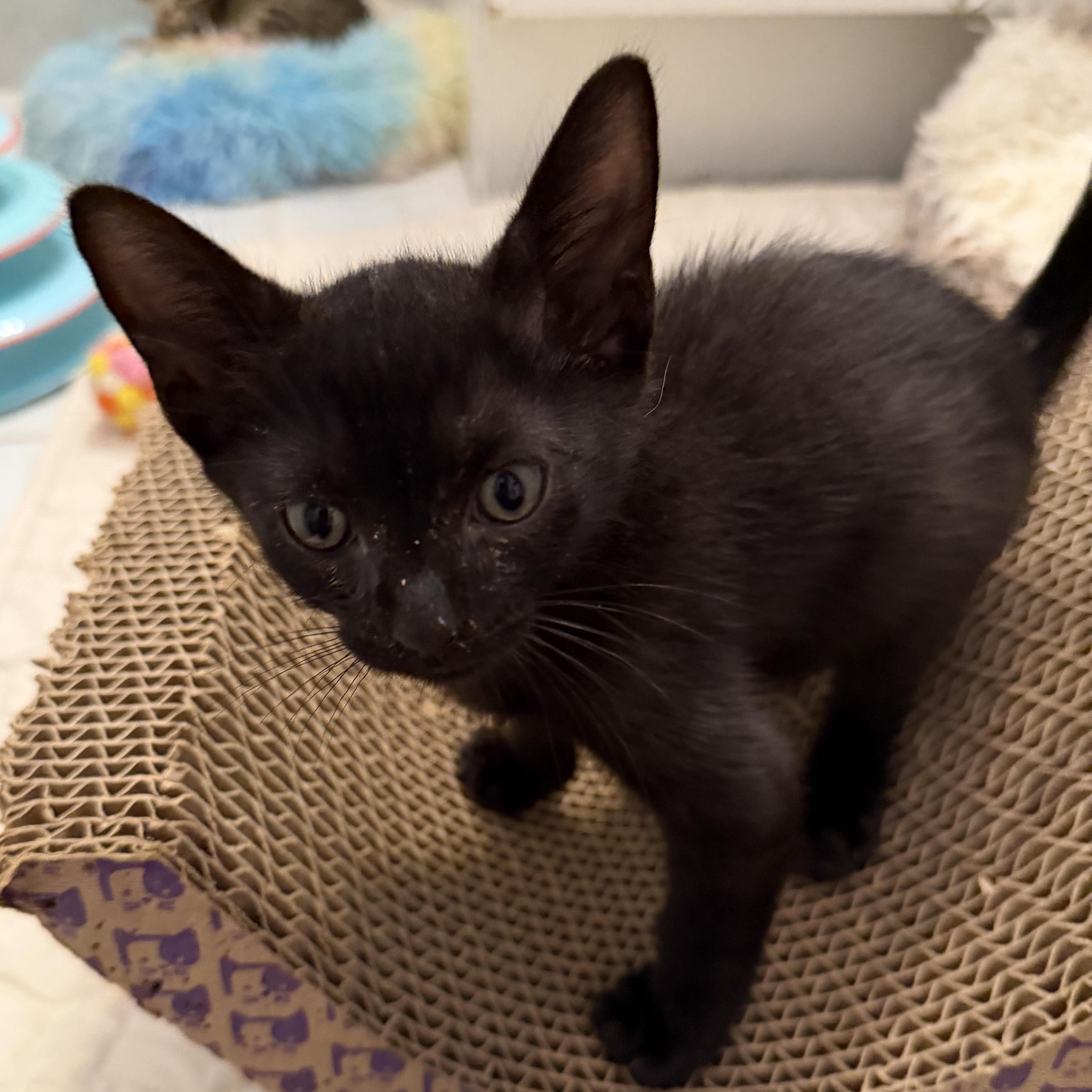 Blue, Adoptable, Kitten Male Domestic Short Hair.
