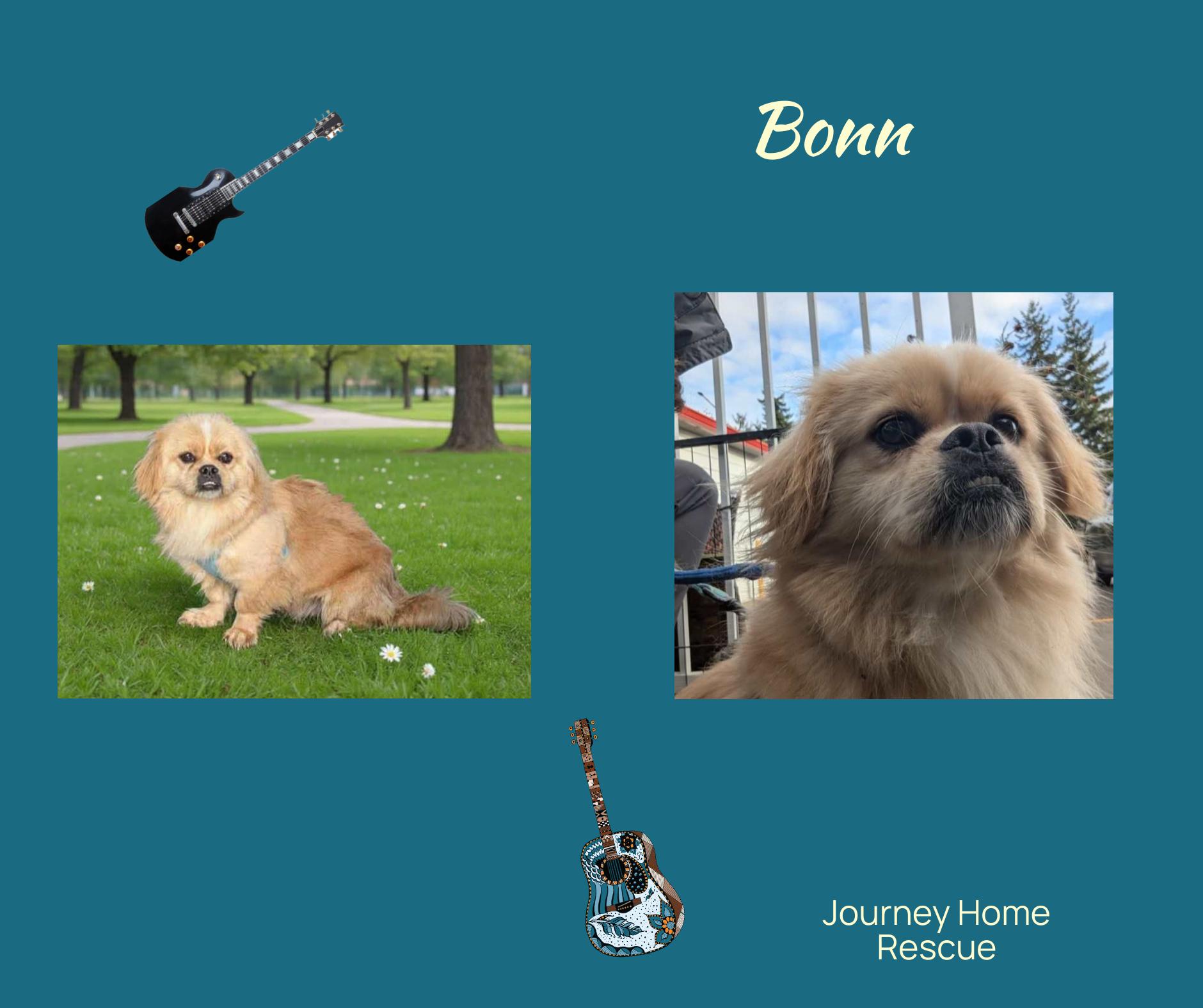 Bonn, ADOPTABLE, Adult Male Pekingese.