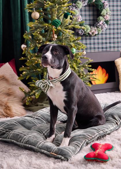 Boogie Knights thumbnail 2