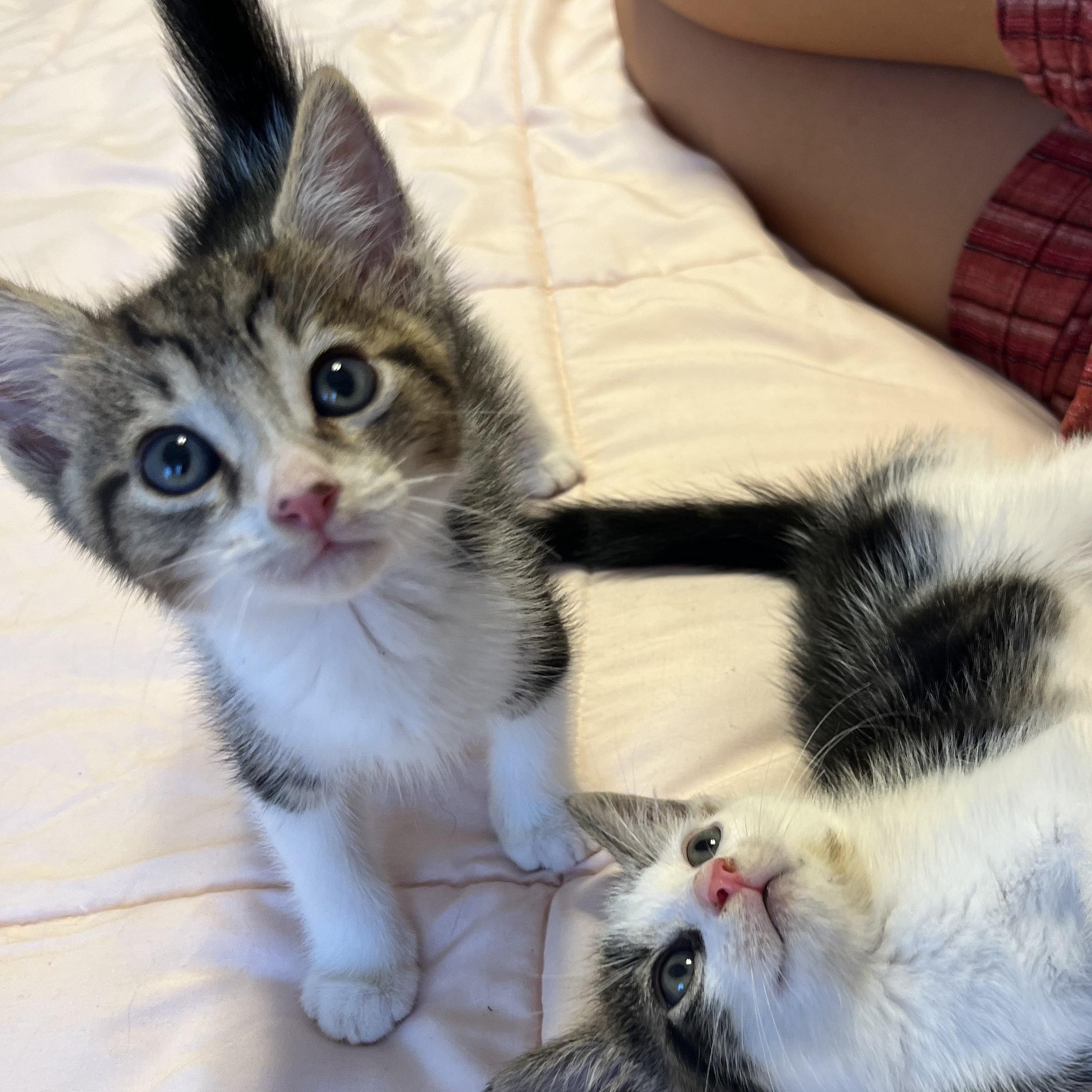 Enlarge Rocky, a Adopted Domestic Medium Hair in Ewa Beach, HI image 3/6