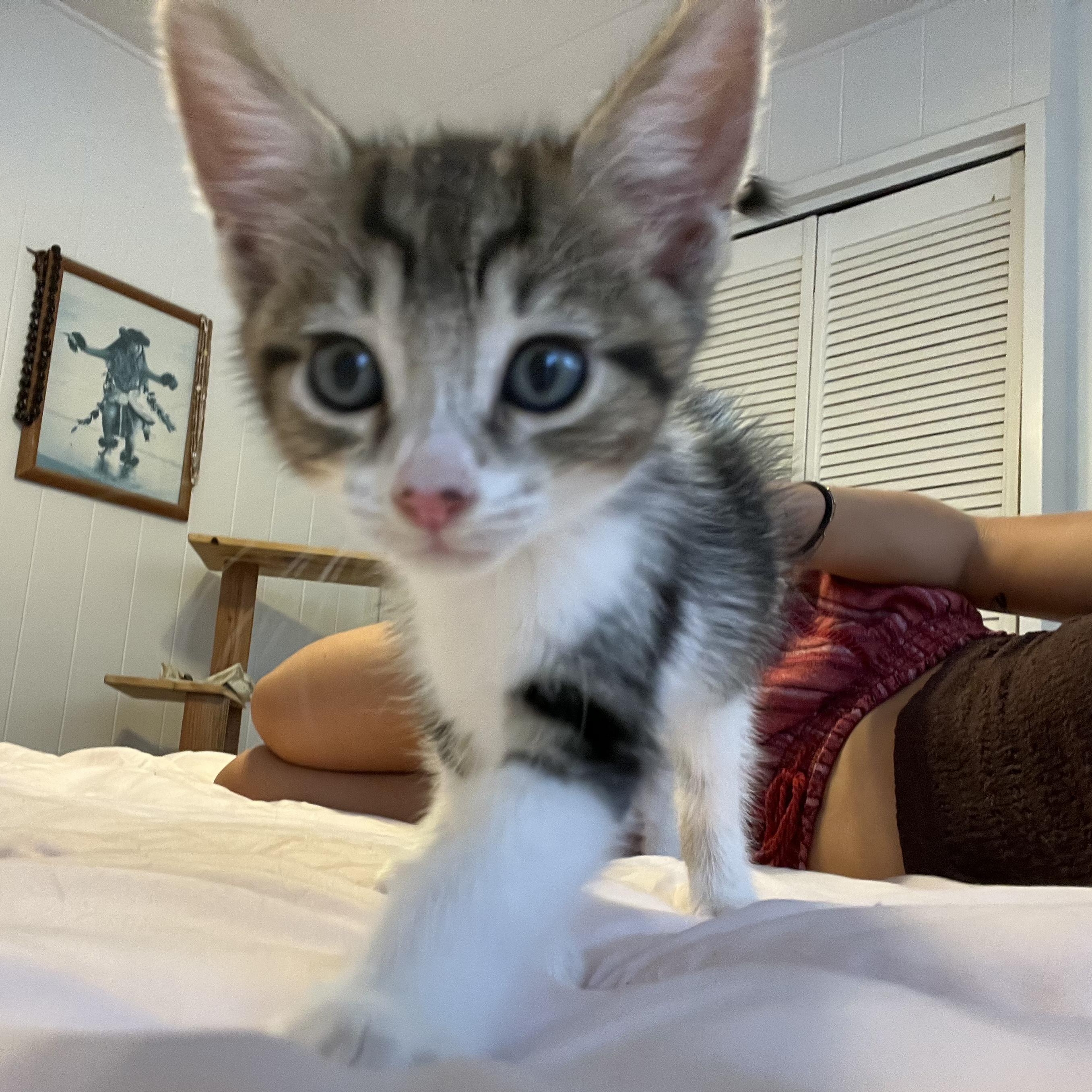 Rocky, Adopted, Kitten Male Domestic Medium Hair.