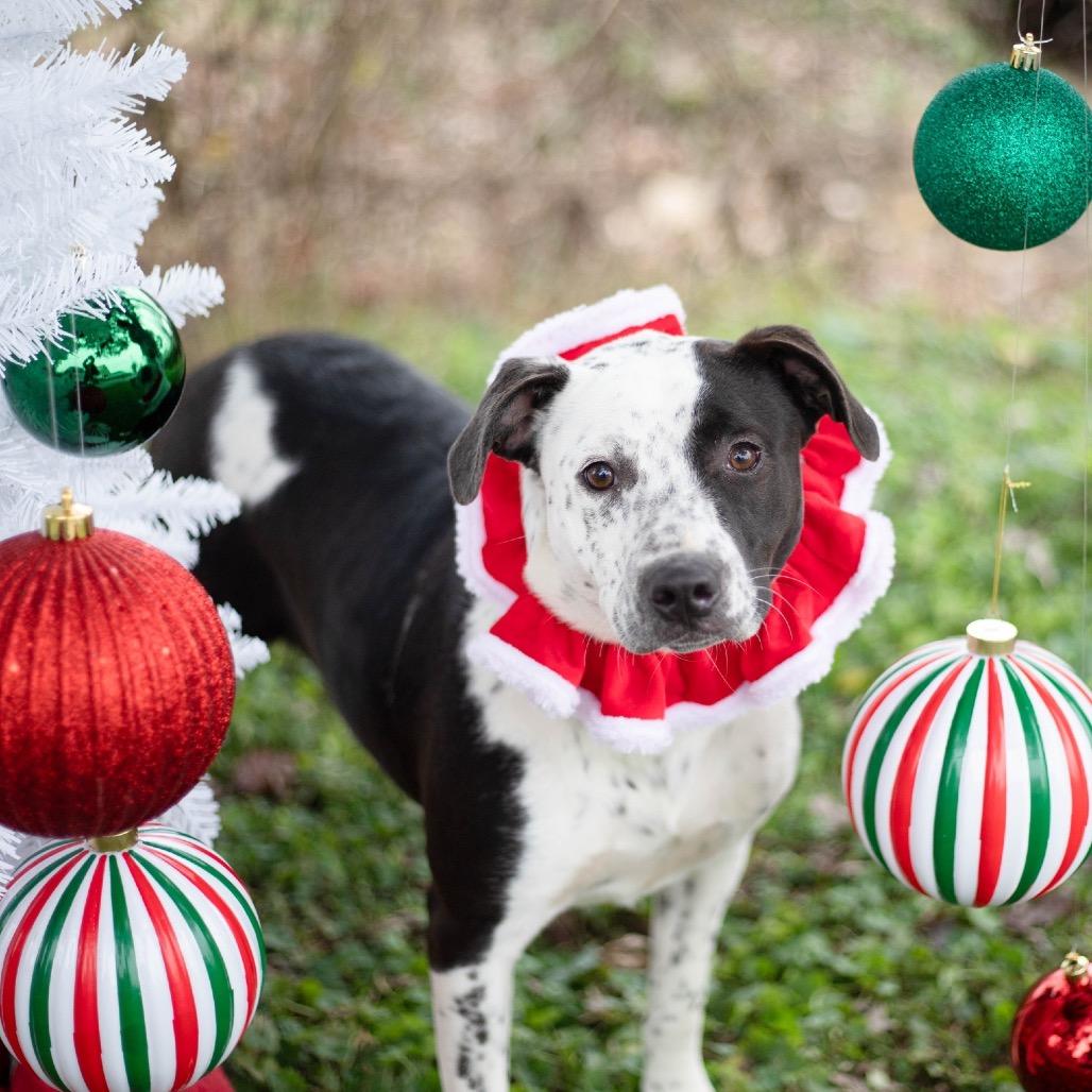 Enlarge Emily, a Adoptable mixed breed in Brownsboro, AL image 1/1