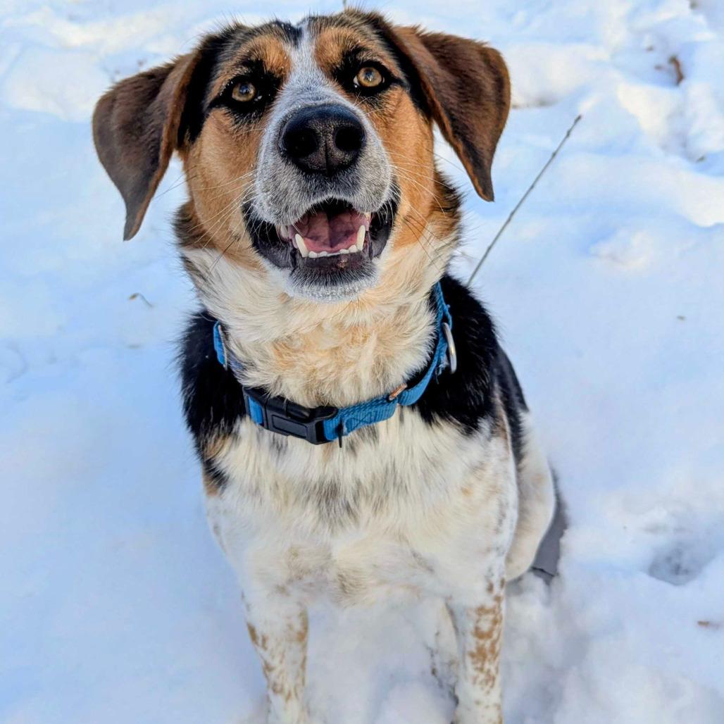 Concha, Adoptable, Adult Female Beagle & Cattle Dog.
