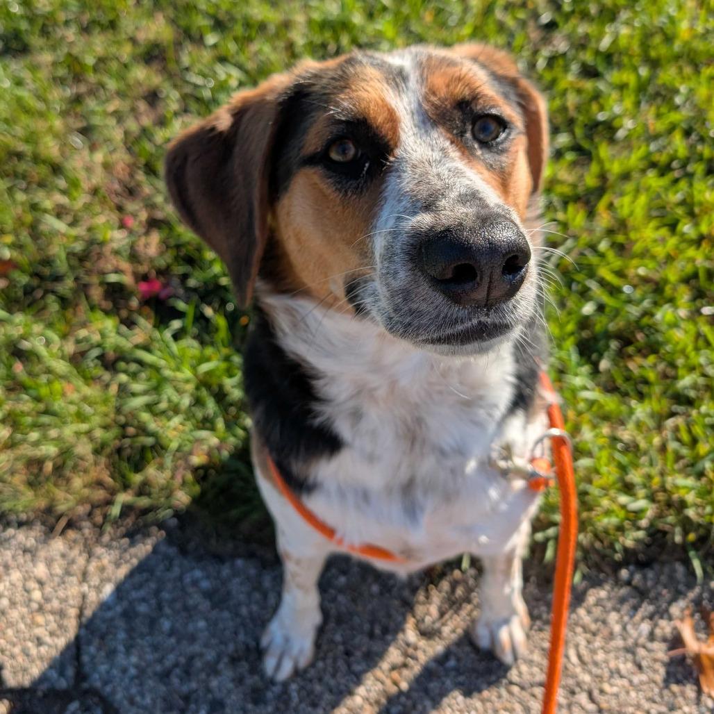 Enlarge Concha, a Adoptable mixed breed in Grand Rapids, MI image 5/6