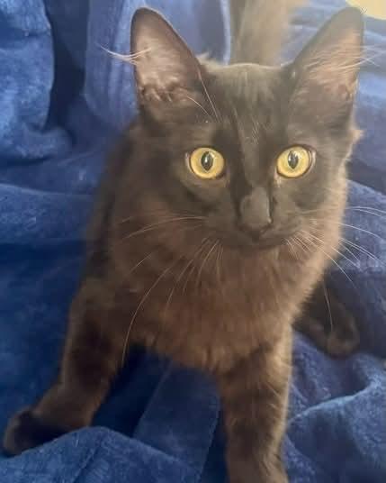 Enlarge Lazlo/Sleuth, a Adoptable mixed breed in Nashville, TN image 3/4