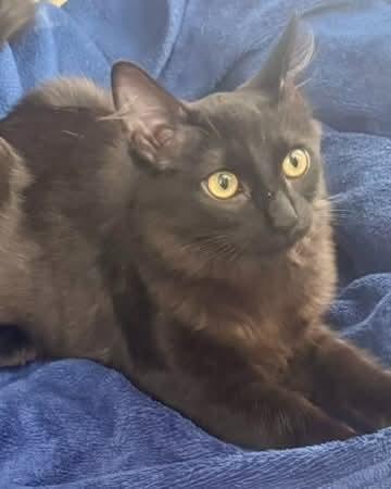 Enlarge Lazlo/Sleuth, a Adoptable mixed breed in Nashville, TN image 4/4