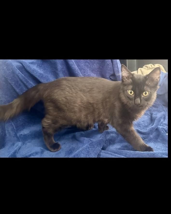 Enlarge Lazlo/Sleuth, a Adoptable mixed breed in Nashville, TN image 2/4