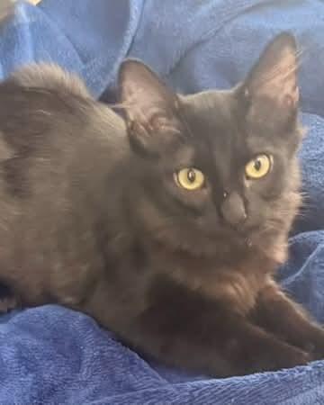 Lazlo/Sleuth, Adoptable, Kitten Male Maine Coon & Domestic Medium Hair.