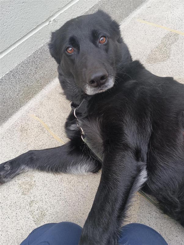 Enlarge Blackbear, a Adoptable German Shepherd Dog in Elk Grove, CA image 1/3