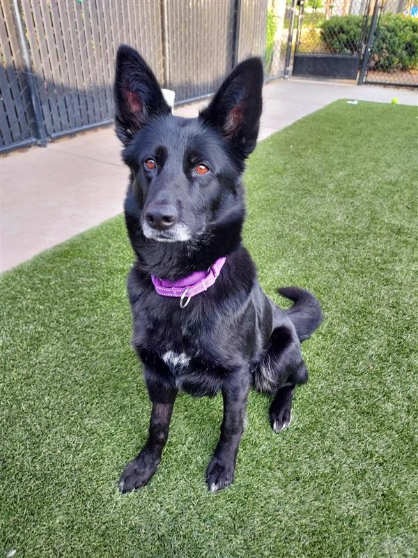Blackbear, Adoptable, Adult Female German Shepherd Dog.