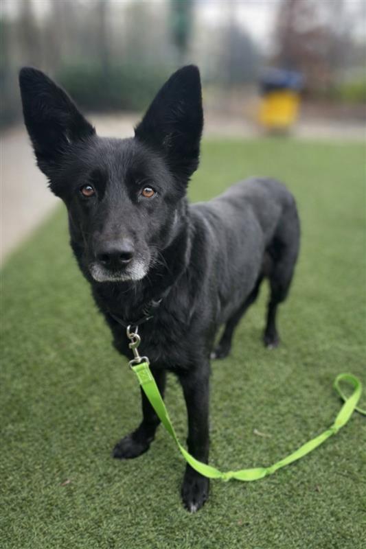 Enlarge Blackbear, a Adoptable German Shepherd Dog in Elk Grove, CA image 2/3