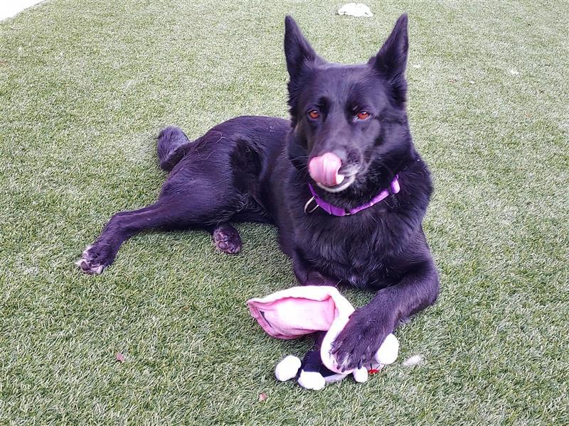 Enlarge Blackbear, a Adoptable German Shepherd Dog in Elk Grove, CA image 3/3