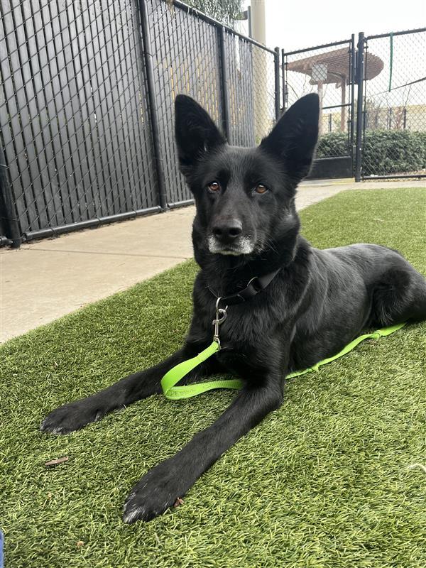 Enlarge Blackbear, a Adoptable German Shepherd Dog in Elk Grove, CA image 3/3