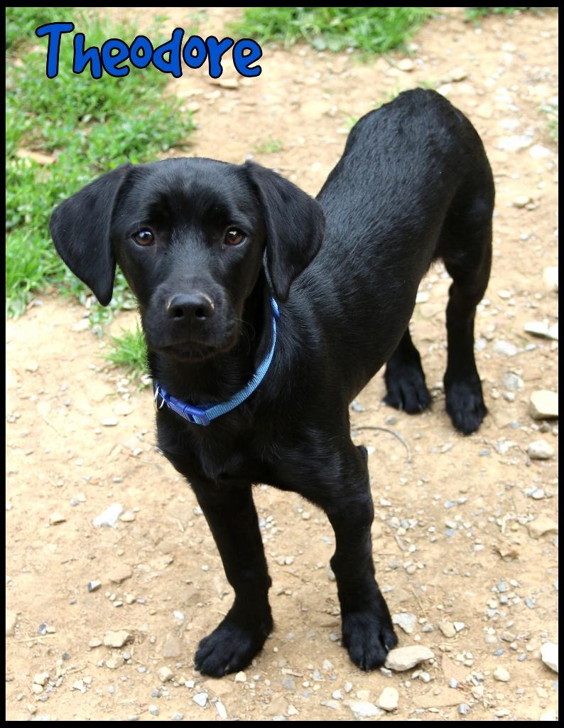 Theodore, a ADOPTABLE mixed breed in Shippenville, PA image 3/6