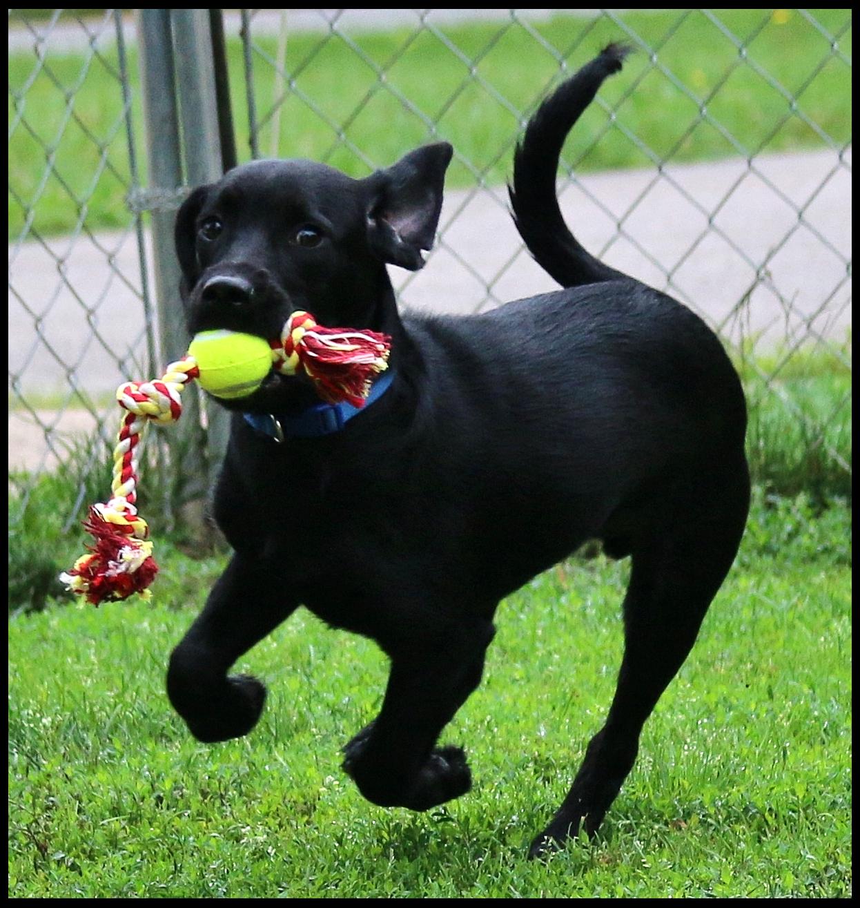 Theodore, a ADOPTABLE mixed breed in Shippenville, PA image 4/6