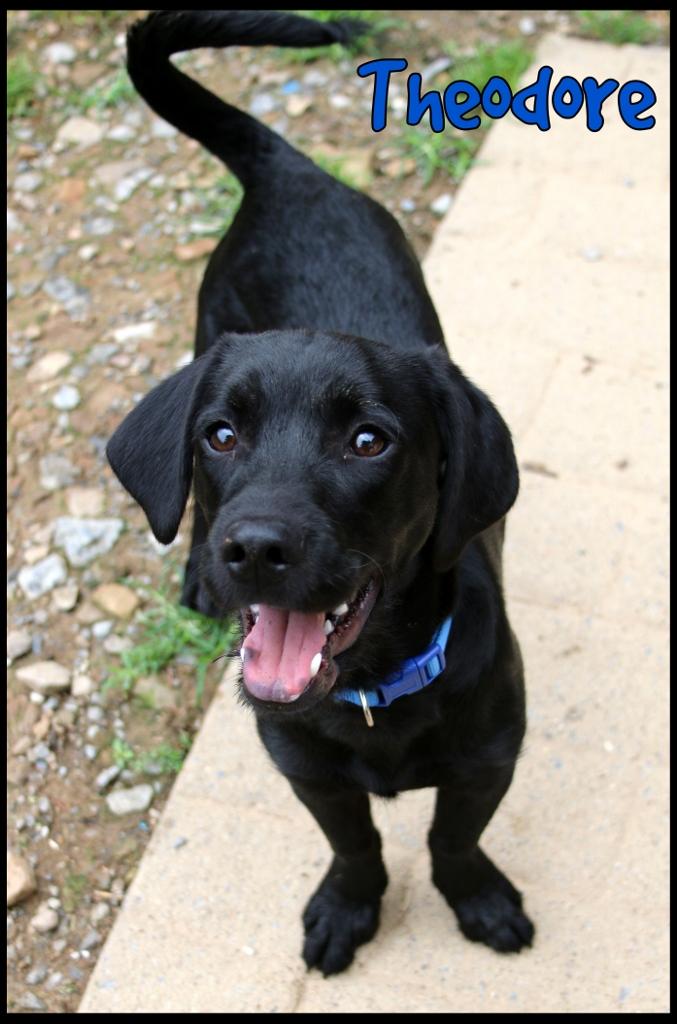 Theodore, ADOPTABLE, Young Male Hound.