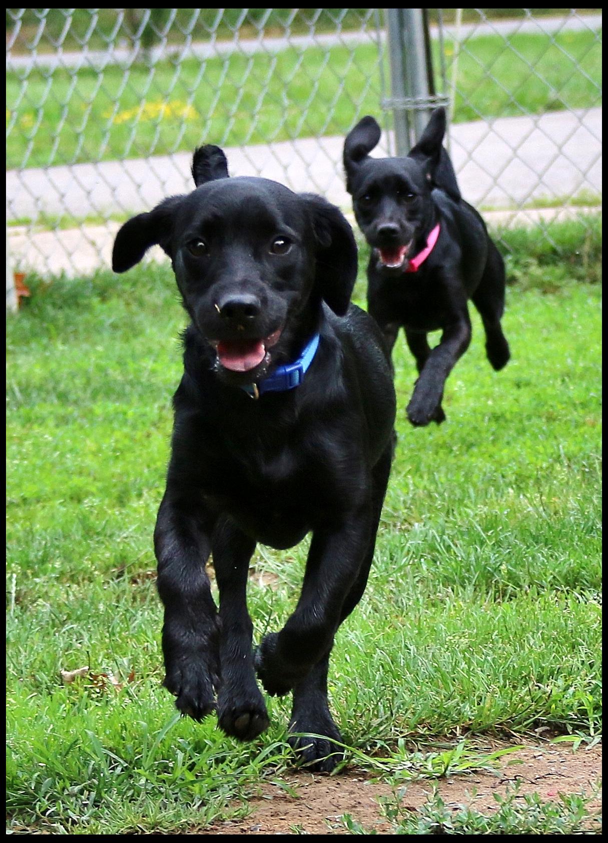 Theodore, a ADOPTABLE mixed breed in Shippenville, PA image 2/6